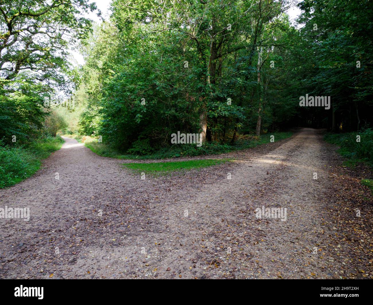 Track splitting into two, West Walk, Forest of Bere, Fareham, Hampshire, UK Stock Photo