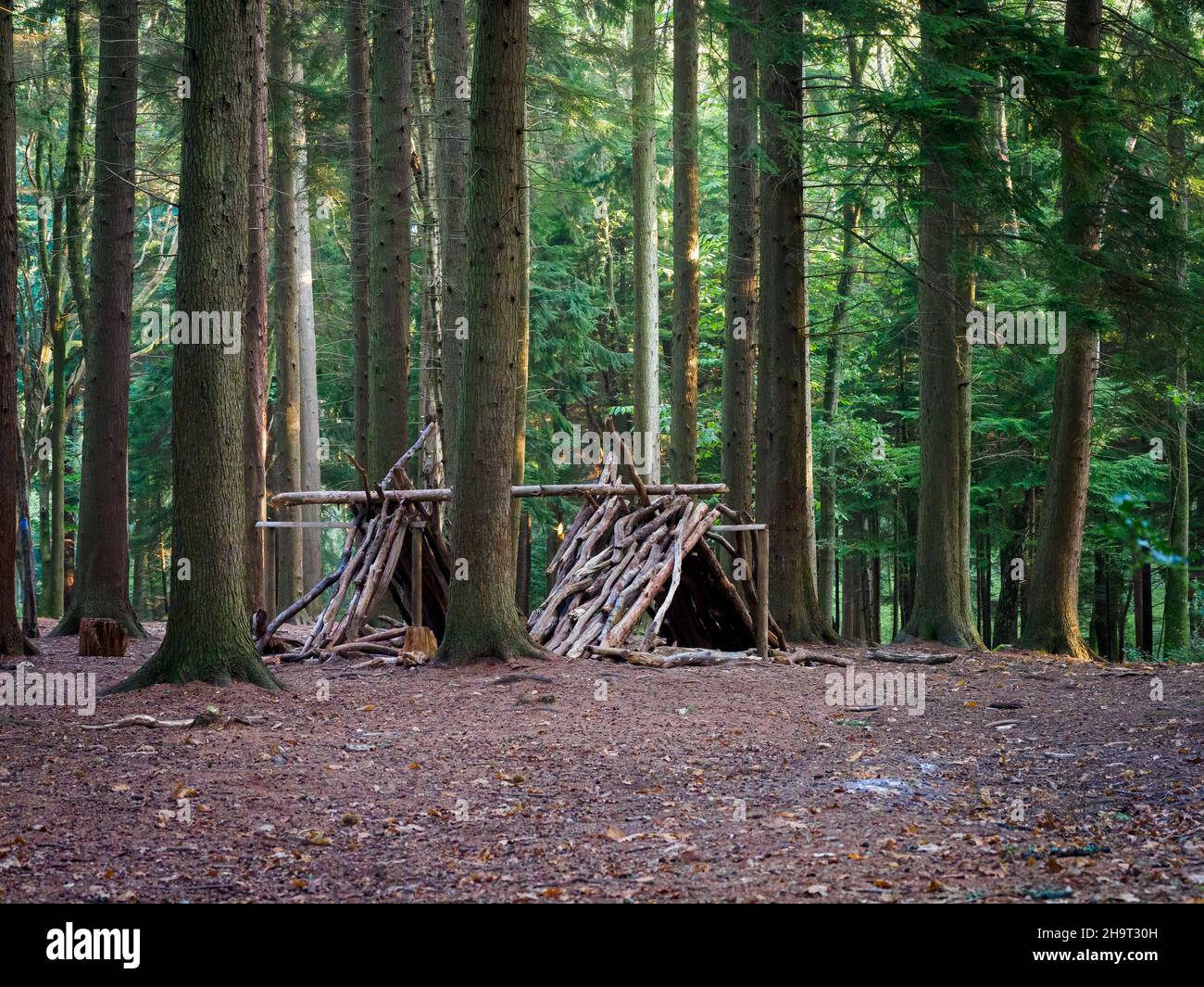 Bushcraft shelter in woodland, Forest of Bere, Fareham, Hampshire, UK Stock Photo