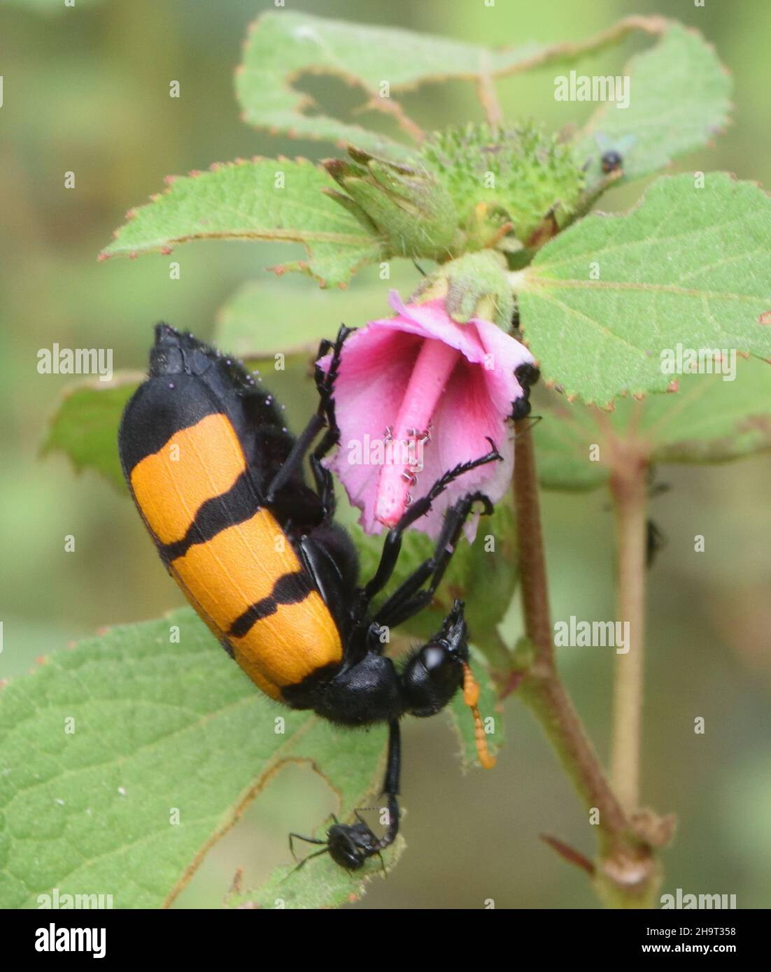 A blister beetle (Hycleus species) with dramatic warning colouration to advise prospective predators of its poisonous secretions  feeds on a flower. F Stock Photo