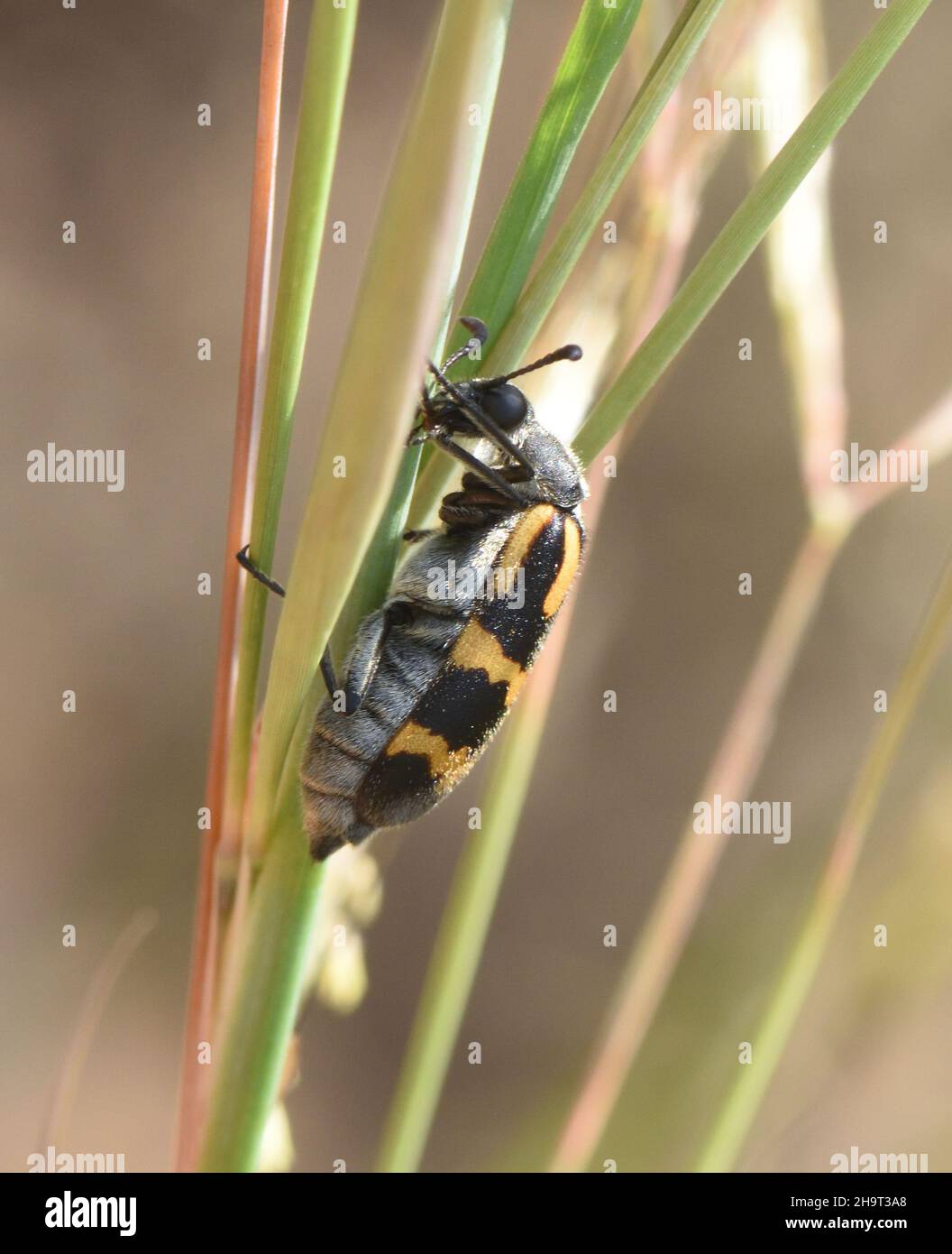 A blister beetle (Hycleus species) with dramatic warning colouration to advise prospective predators of its poisonous secretions on a grass stem. Fara Stock Photo