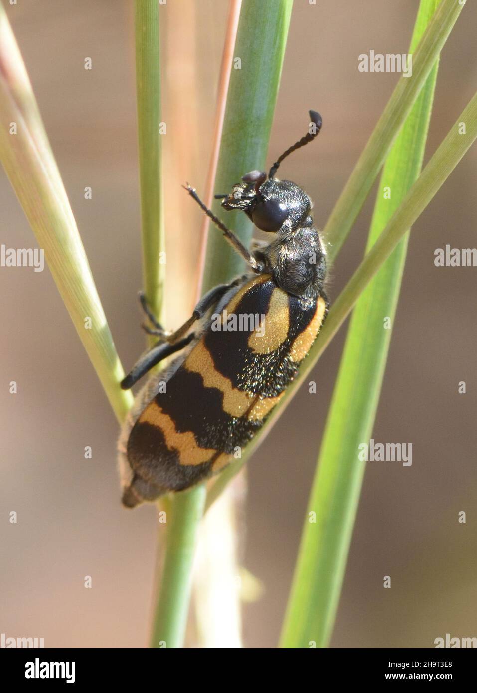 A blister beetle (Hycleus species) with dramatic warning colouration to advise prospective predators of its poisonous secretions on a grass stem. Fara Stock Photo