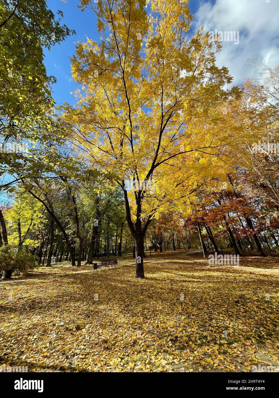 Vertical shot of a beautiful autumn tree with yellow leaves in the park ...