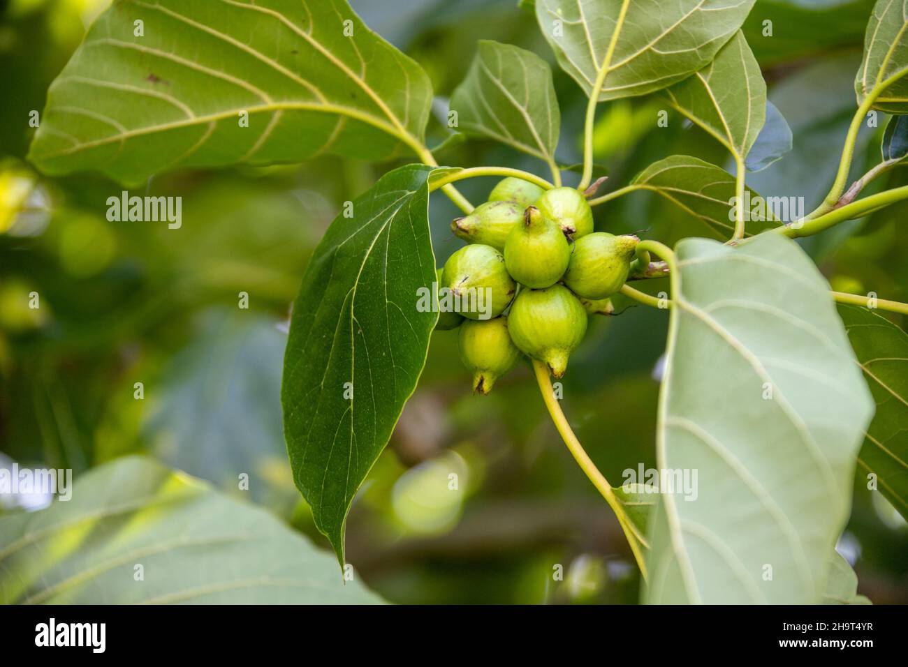 Macadamia nuts on the tree, Lihue, Kauai, Hawaii Stock Photo