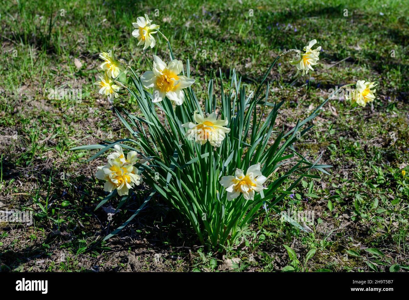 Group of delicate white and vidid yellow daffodil flowers in full bloom with blurred green grass, in a sunny spring garden, beautiful outdoor floral b Stock Photo