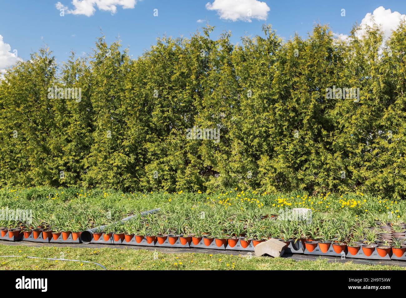 Rows of mixed plants in plastic terracotta containers, Thuja occidentalis - Cedar tree hedge in spring. Stock Photo