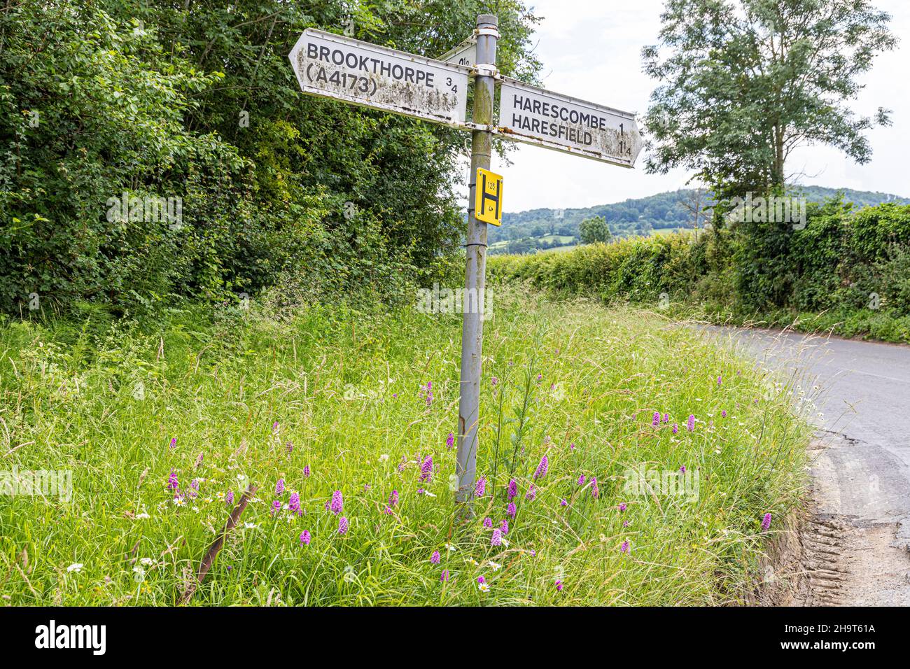 Wild orchids flowering on a verge at the base of a road sign near Brookthorpe, Gloucestershire UK Stock Photo