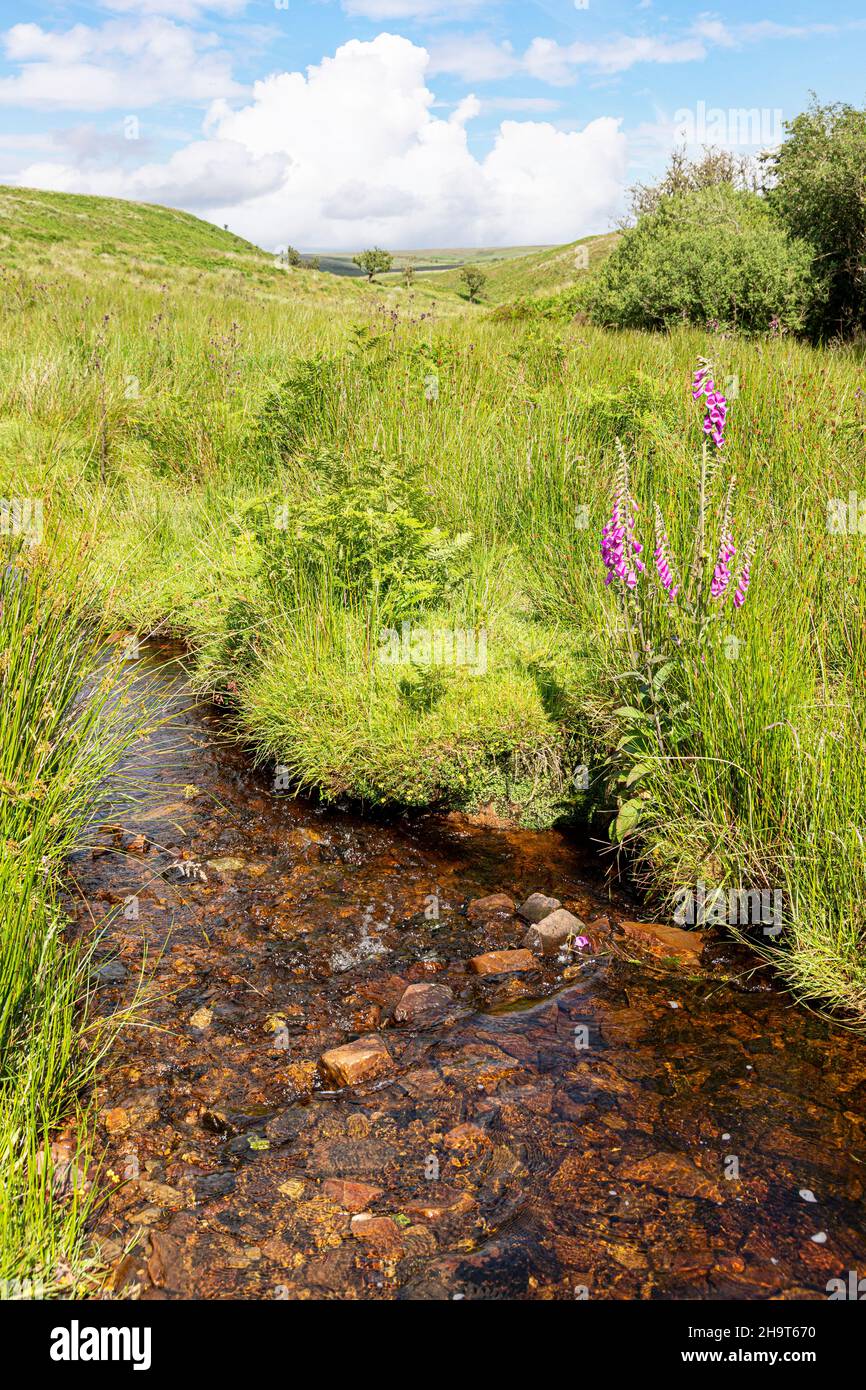 Foxgloves flowering beside Chetsford Water, a stream on Exmoor National Park near Exford, Somerset UK Stock Photo