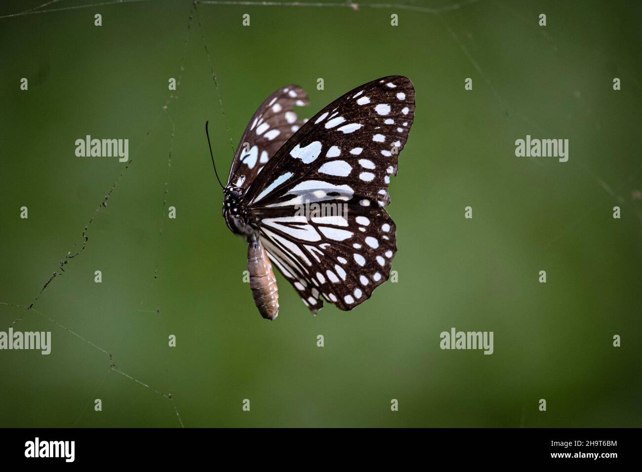 A blue tiger butterfly trapped in a spider web Stock Photo