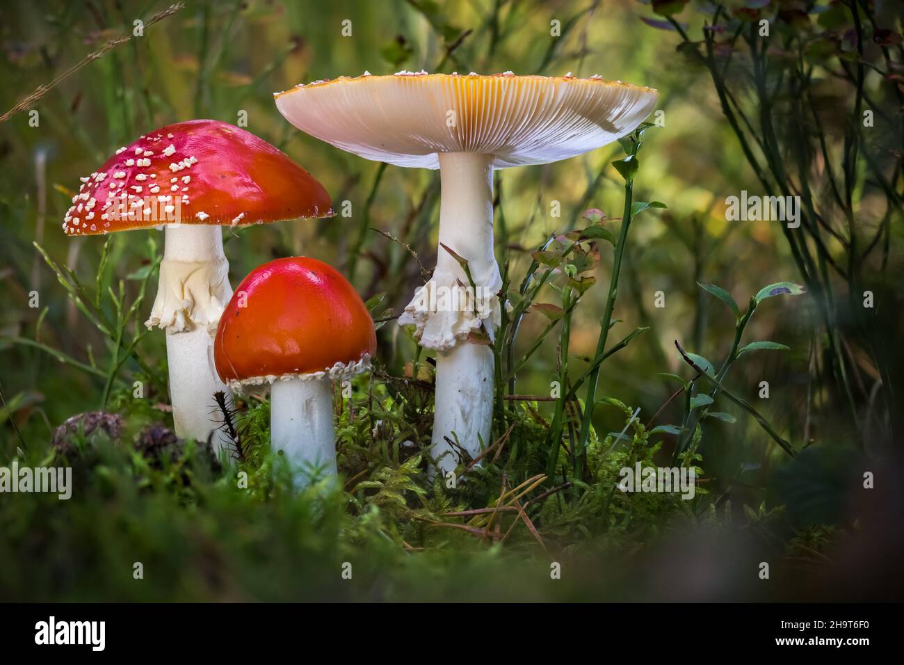 Closeup shot of the wild mushrooms in the forest Stock Photo - Alamy