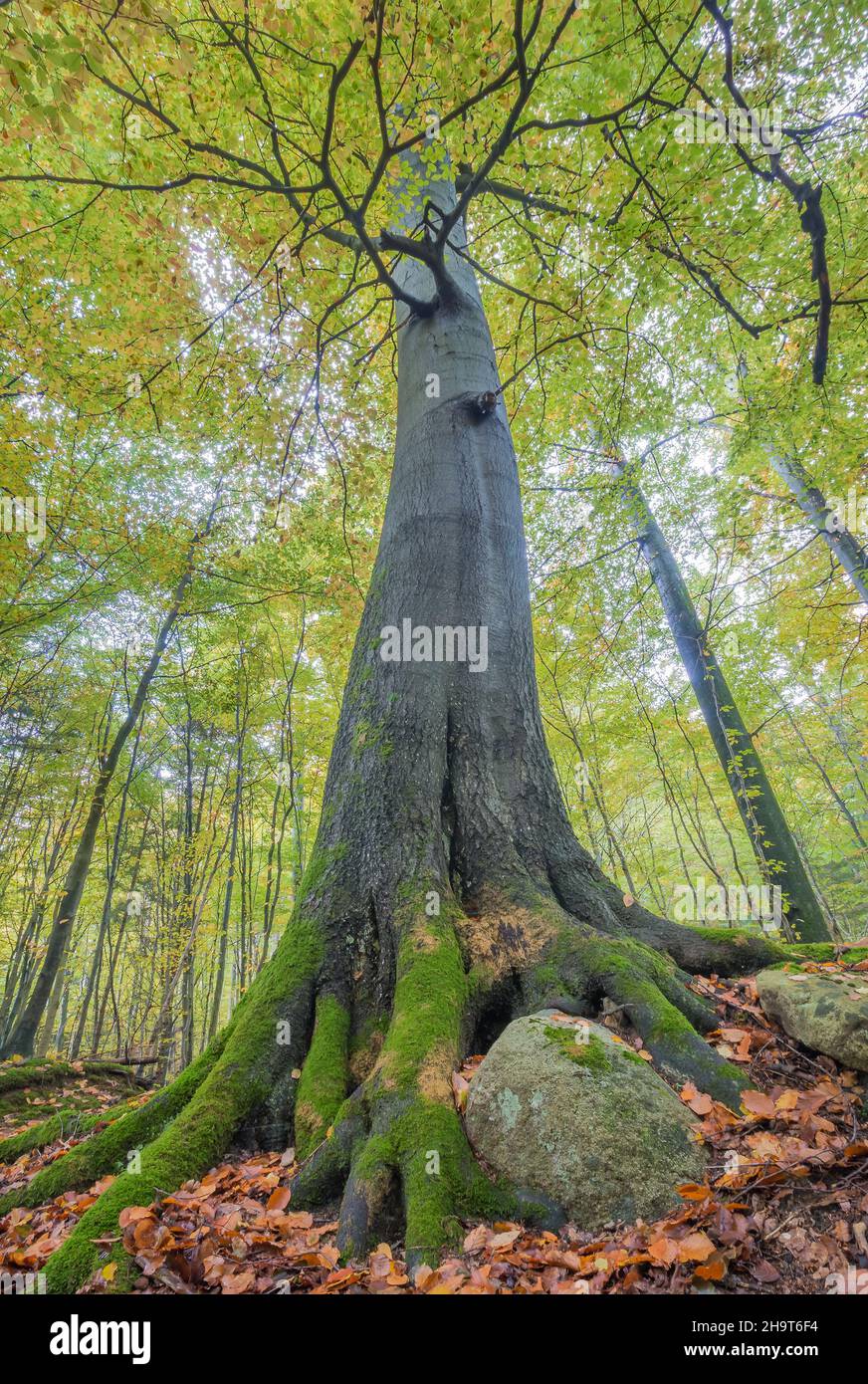 Vertical shot of a high tree with autumn leaves in the forest Stock ...