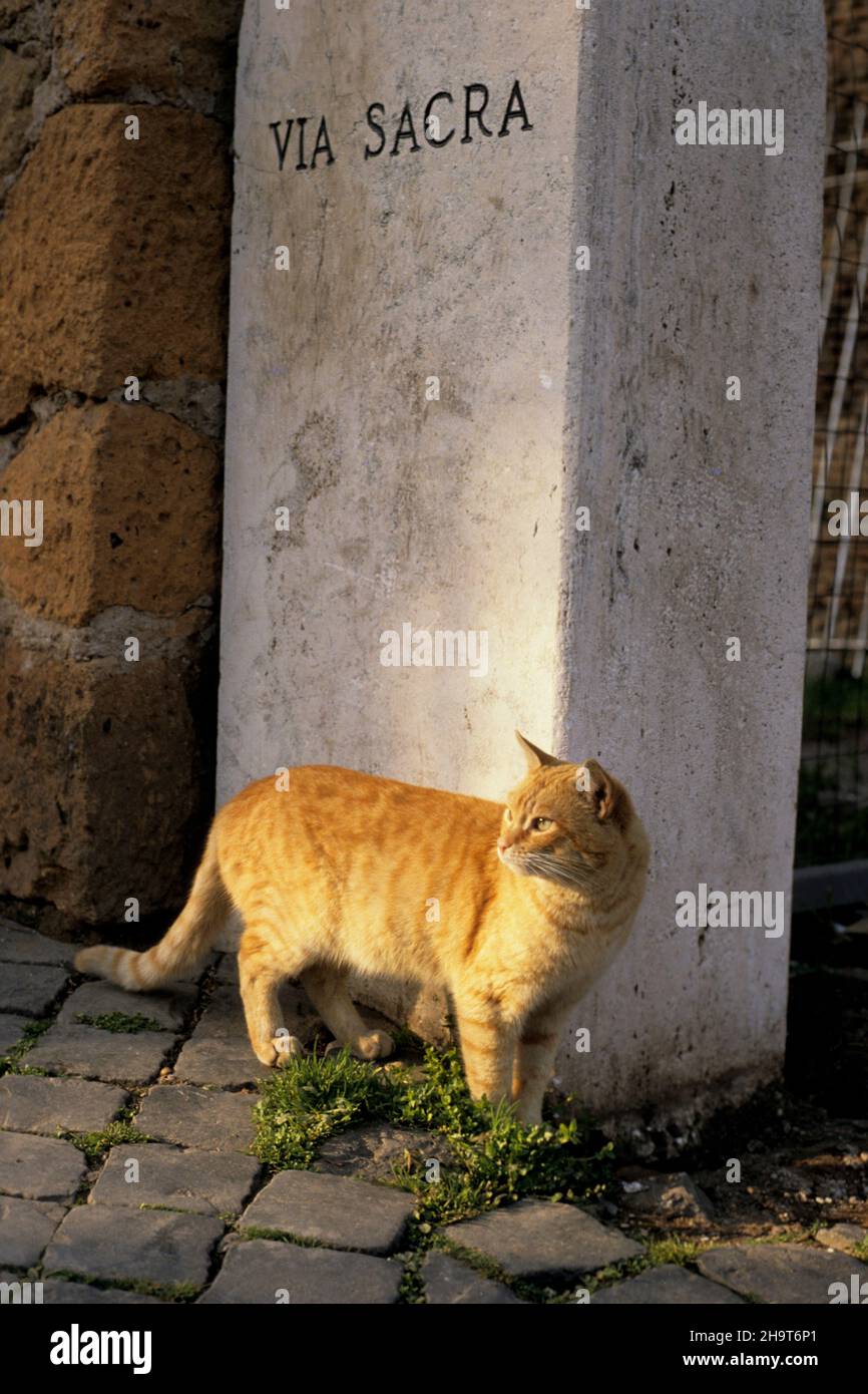 europeans cats  roma Stock Photo