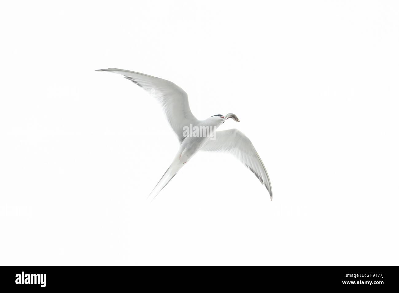 Arctic tern (Sterna paradisaea) flying with fish prey in beak against white sky Stock Photo