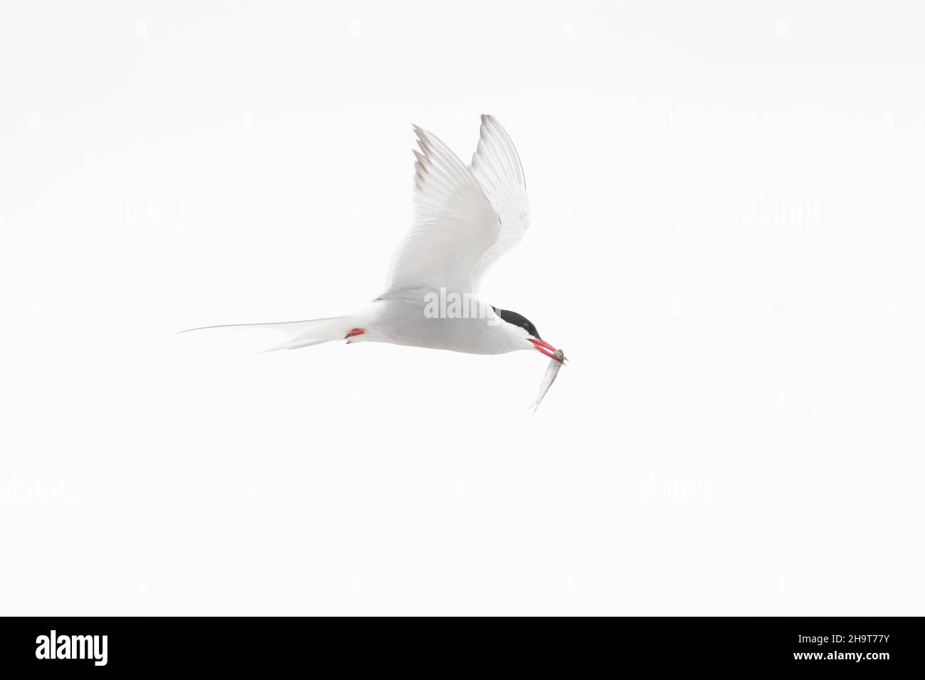 Arctic tern (Sterna paradisaea) flying with fish prey in beak against white sky Stock Photo