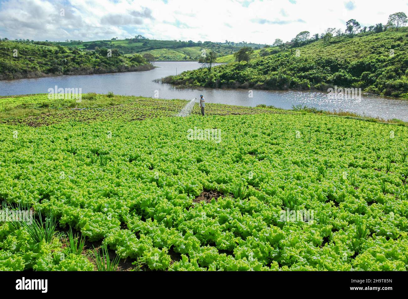 Lettuce planting in Lagoa Seca, Paraiba, Brazil on August 10, 2004 ...