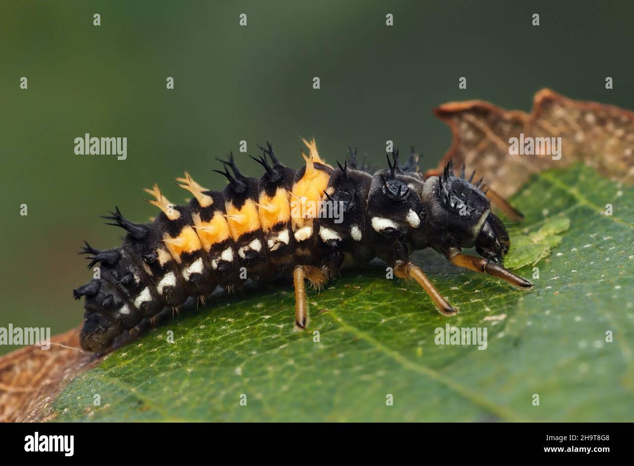 Harlequin Ladybird Larva Harmonia Axyridis Resting On Birch Leaf harlequin-ladybird-larva-harmonia-axyridis-resting-on-birch-leaf
