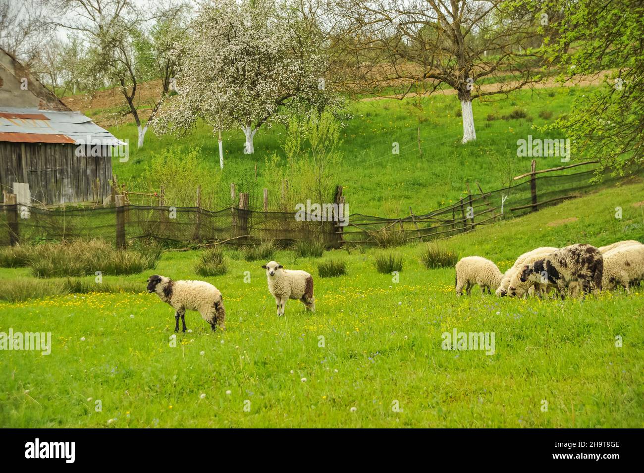 Romania Rual Amazing Romania - Rural scene with Stock Photo - Alamy