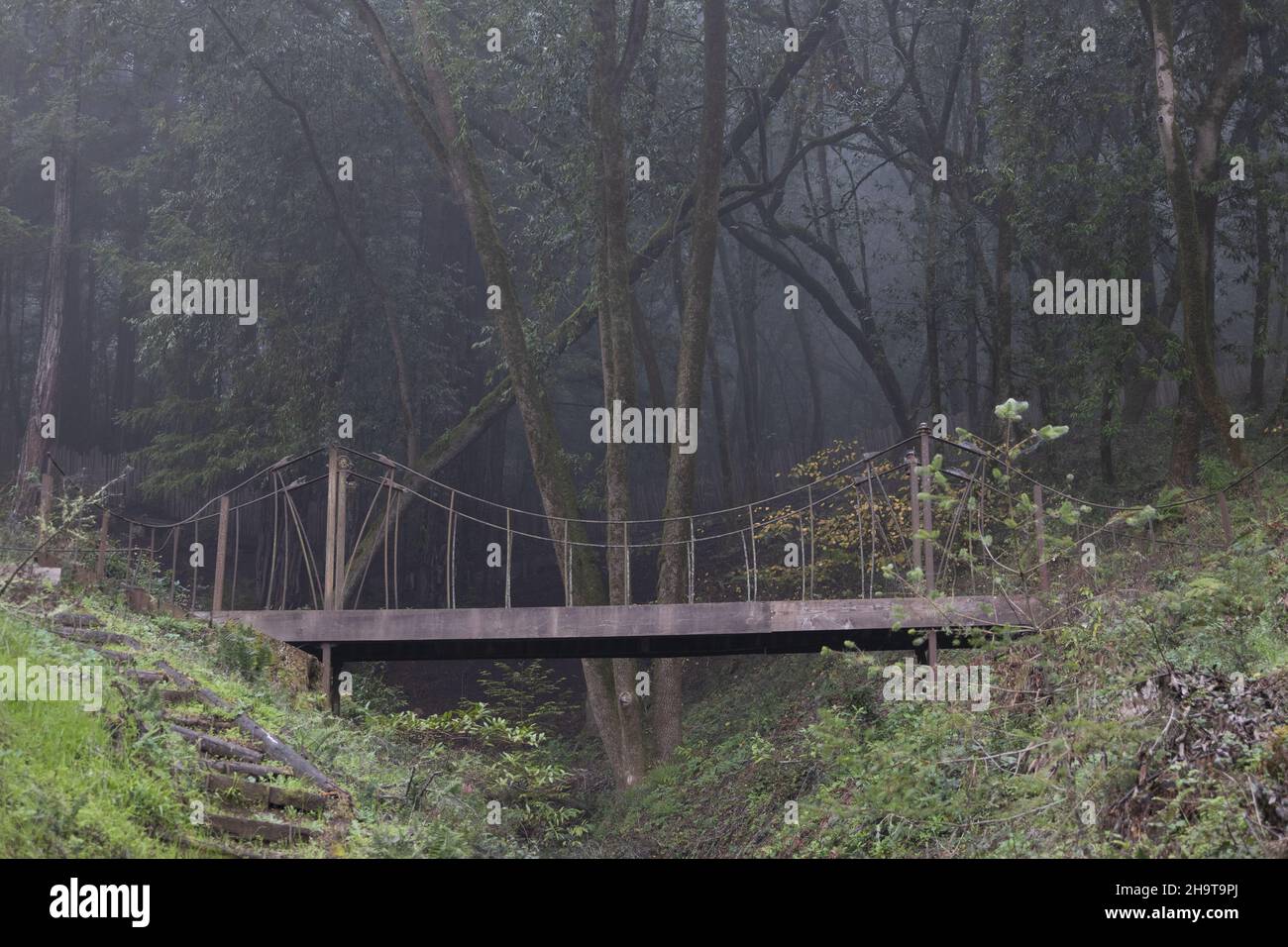 A metal footbridge in a foggy forest. Stock Photo