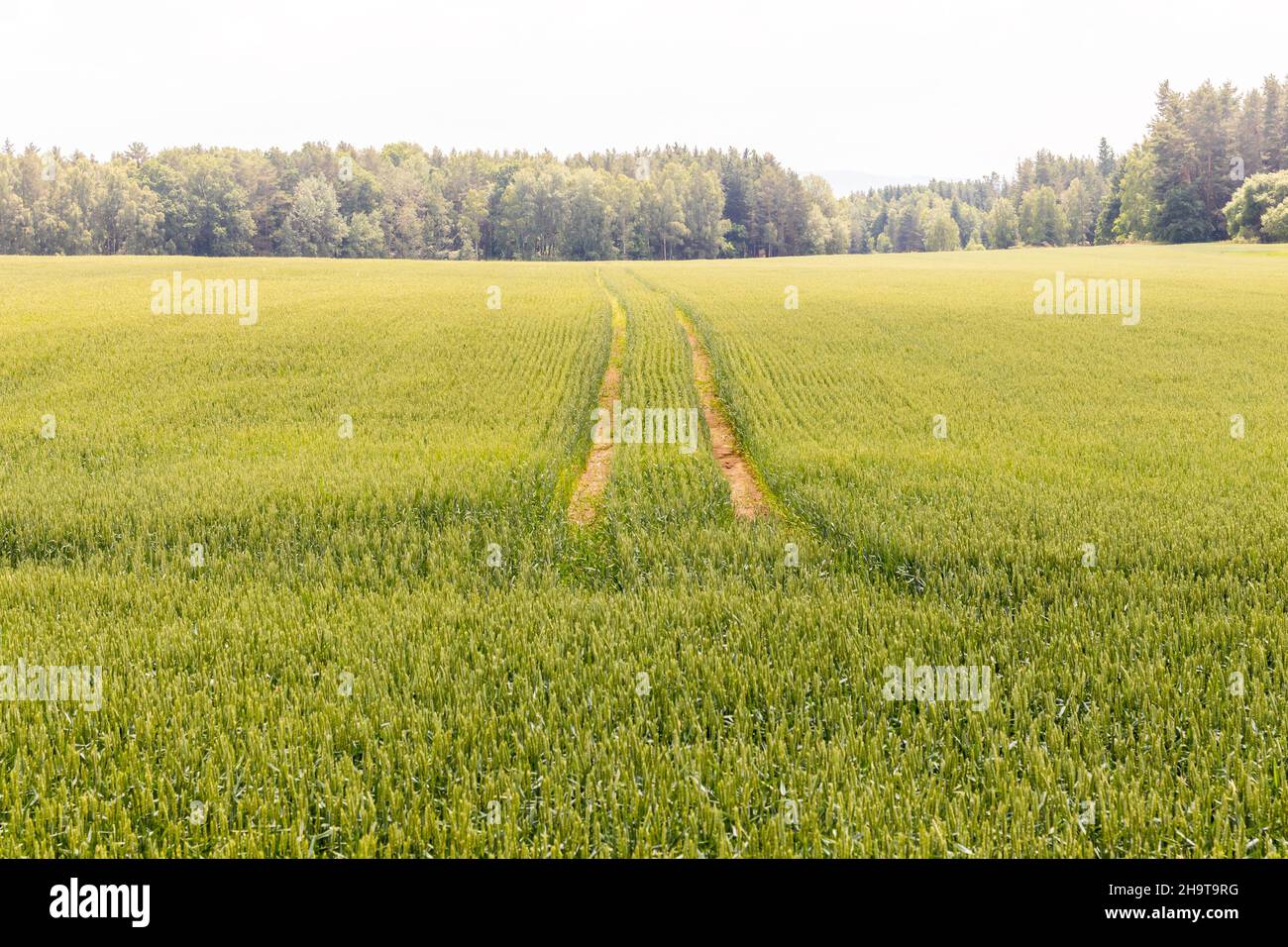 tractor ruts in the grain field Stock Photo