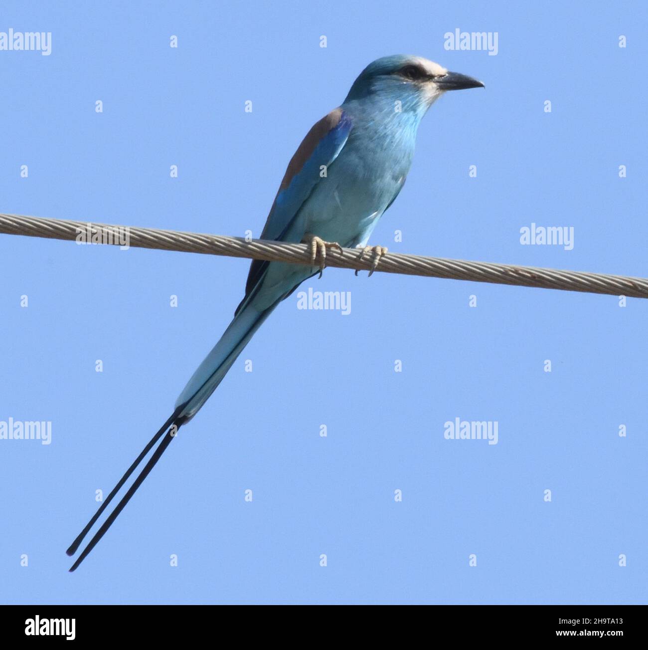 An Abyssinian roller (Coracias abyssinicus), or Senegal roller perches on a power cable. Kaiaf, The Republic of the Gambia. Stock Photo