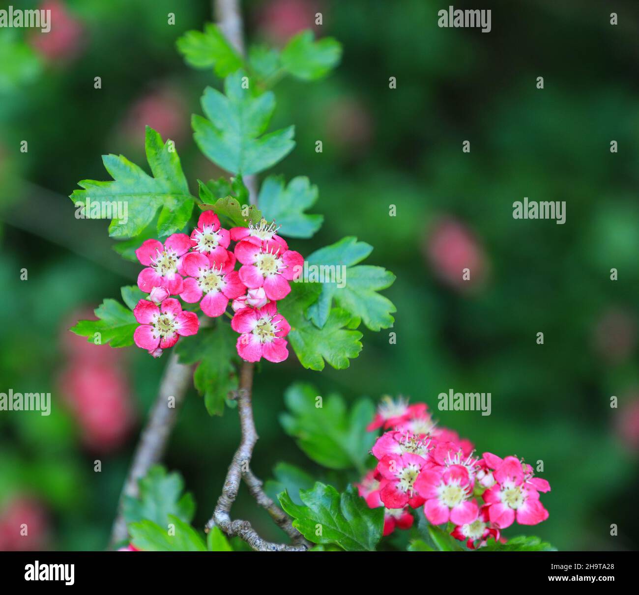 The red and white flowers or blossom of an English Red Hawthorn