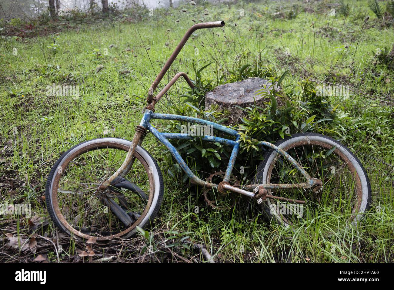 A forgotten old bicycle with no seat leaning against a stump. Stock Photo