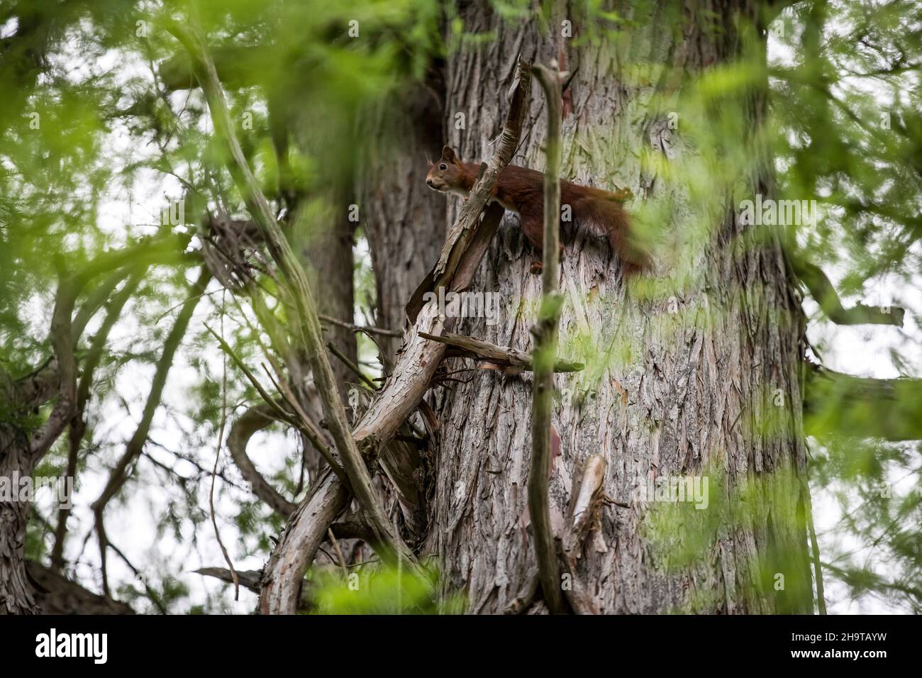 Wildes rotes Eichhörnchen auf Nahrungssuche im Baum in Deutschland Stock Photo