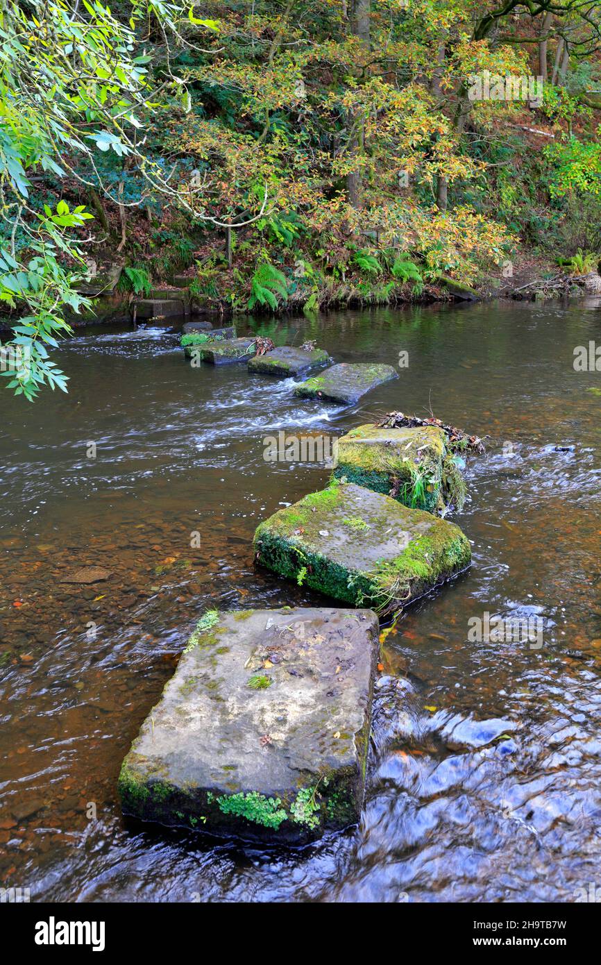 Stepping stones across the River Don at Thurgoland near Barnsley, South Yorkshire, England, UK. Stock Photo
