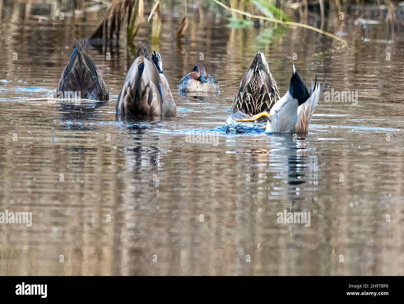 Can you ID these dabbling ducks Stock Photo