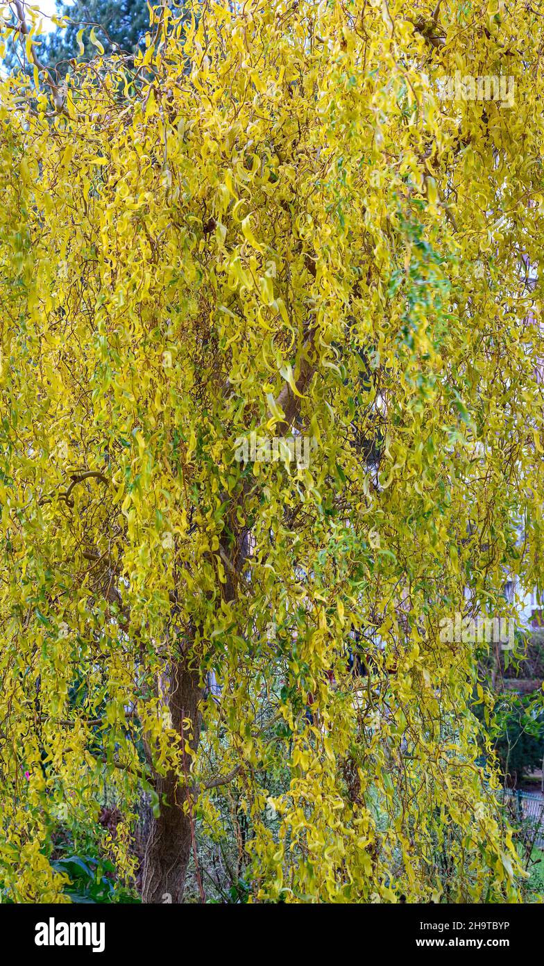 saule pleureur. weeping willow. Stock Photo