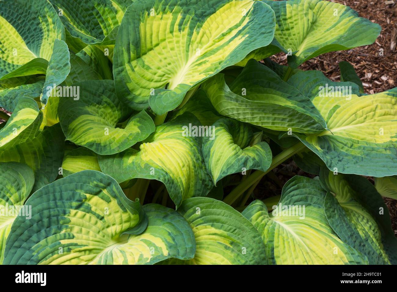 Hosta 'Great Expectations' - Plaintain Lily growing undercover in nursery. Stock Photo