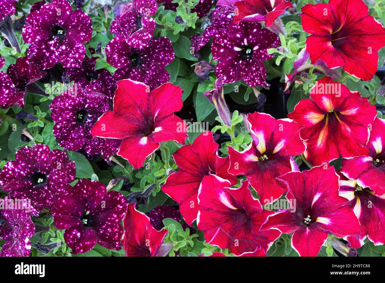 Red white annuals hi-res stock photography and images - Alamy