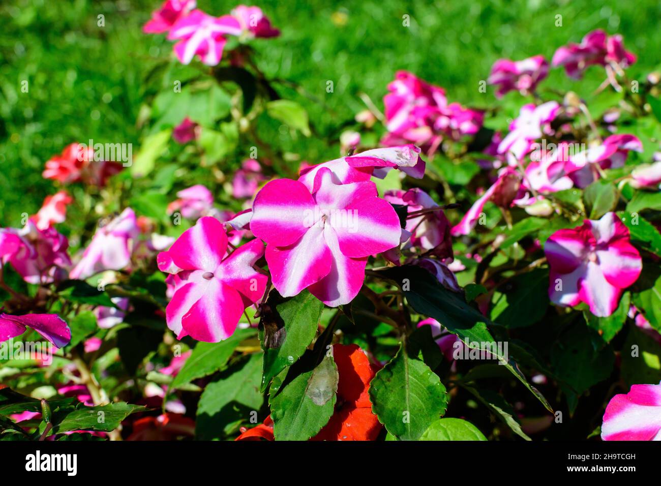 Premium Photo  Beautiful flower garden with beautiful flowers