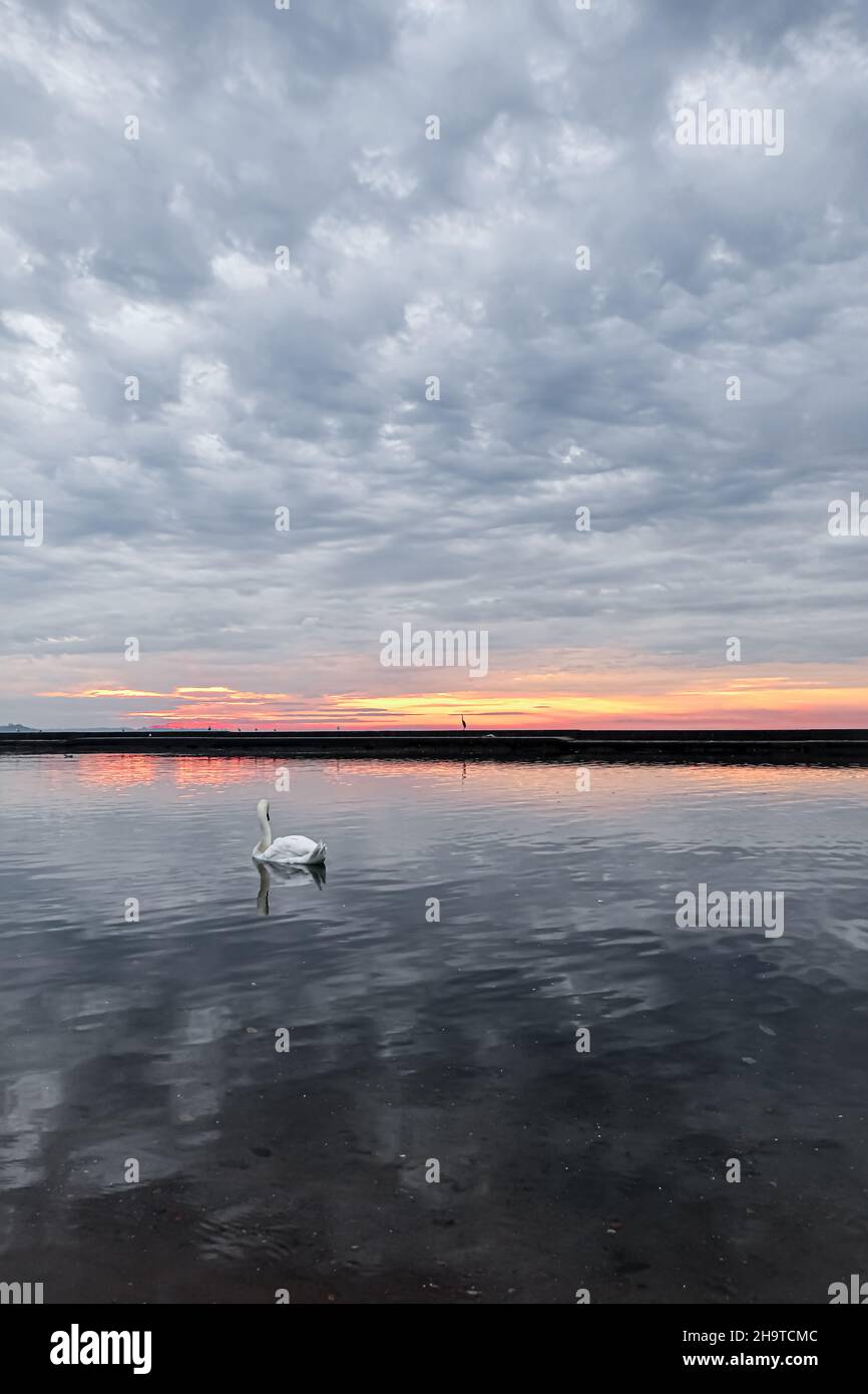 Vertical shot of a swan swimming in the lake on a sunset sky background ...