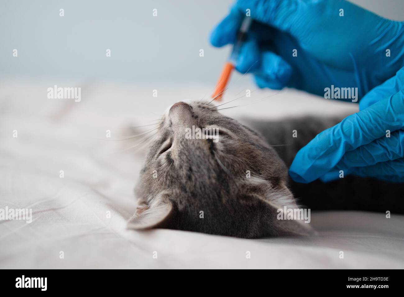 Veterinarian giving an injection to a kitten, vaccination and ...