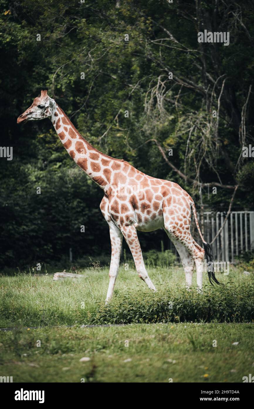 Vertical shot of a Giraffe in the zoo Stock Photo