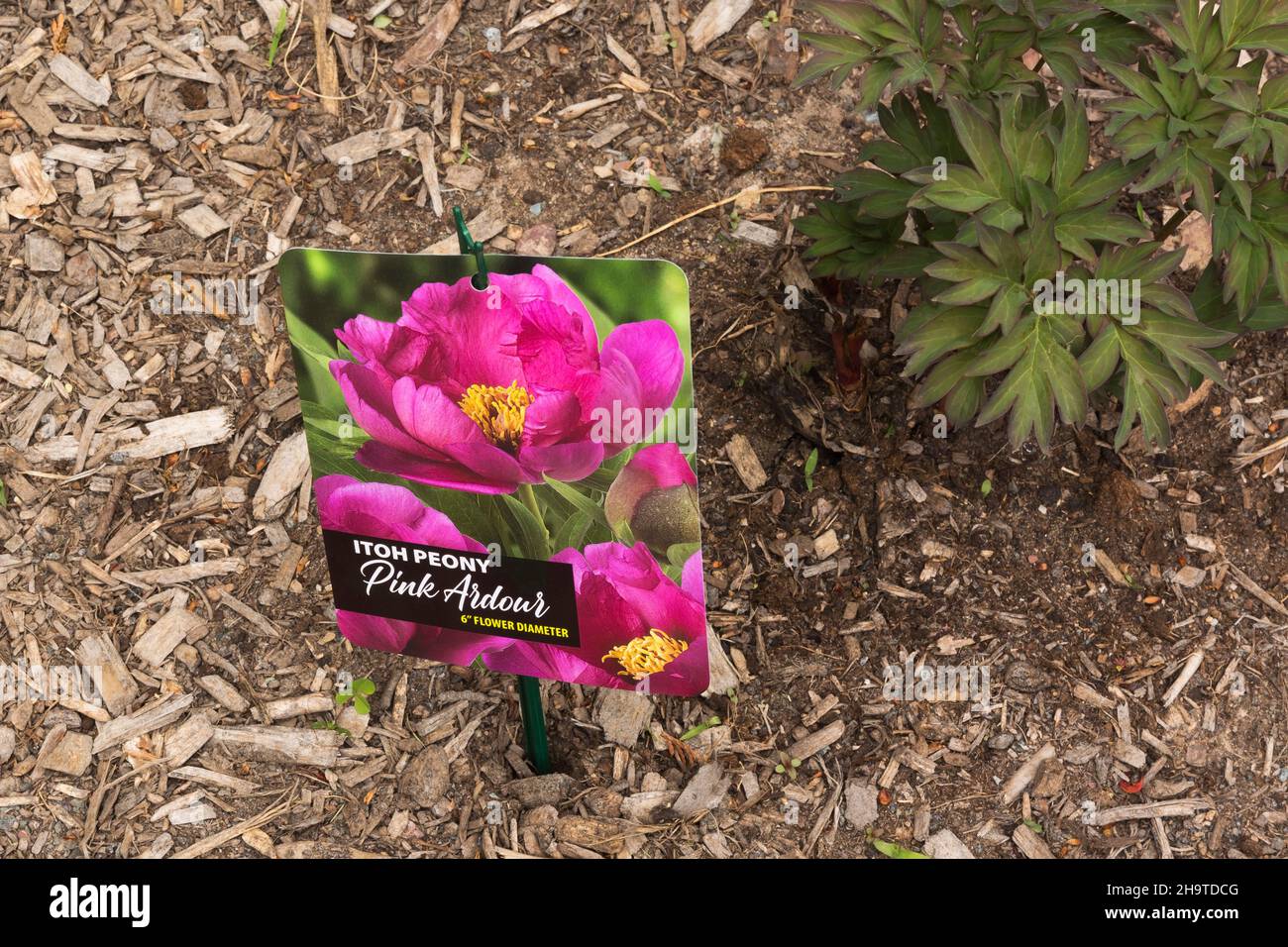 Paeonia 'Pink Ardour' - Itoh Peony plant tag. Stock Photo