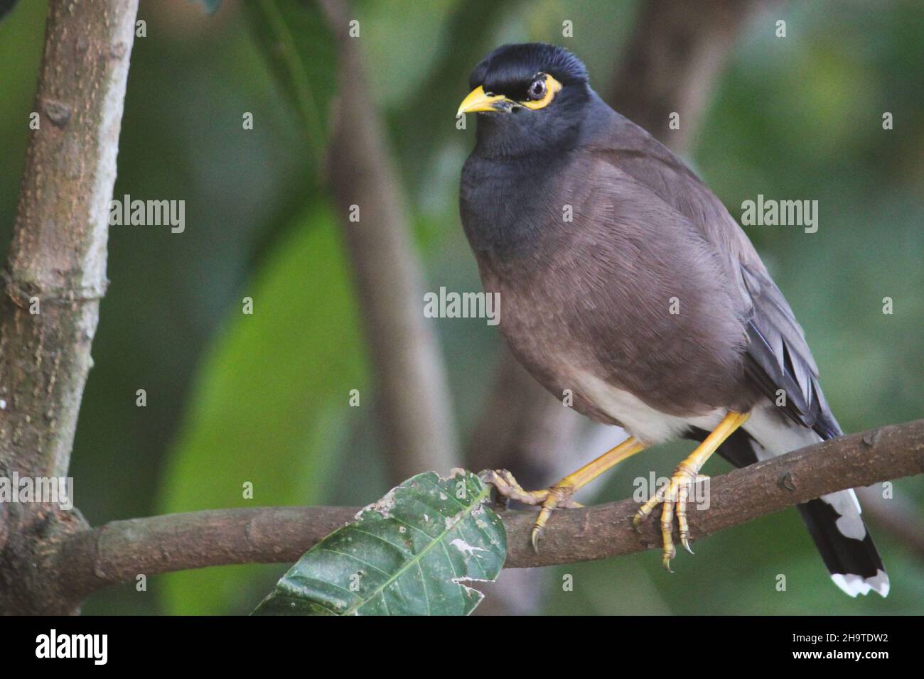 close-up-shot-of-a-common-myna-acridotheres-tristis-perched-on-a-tree