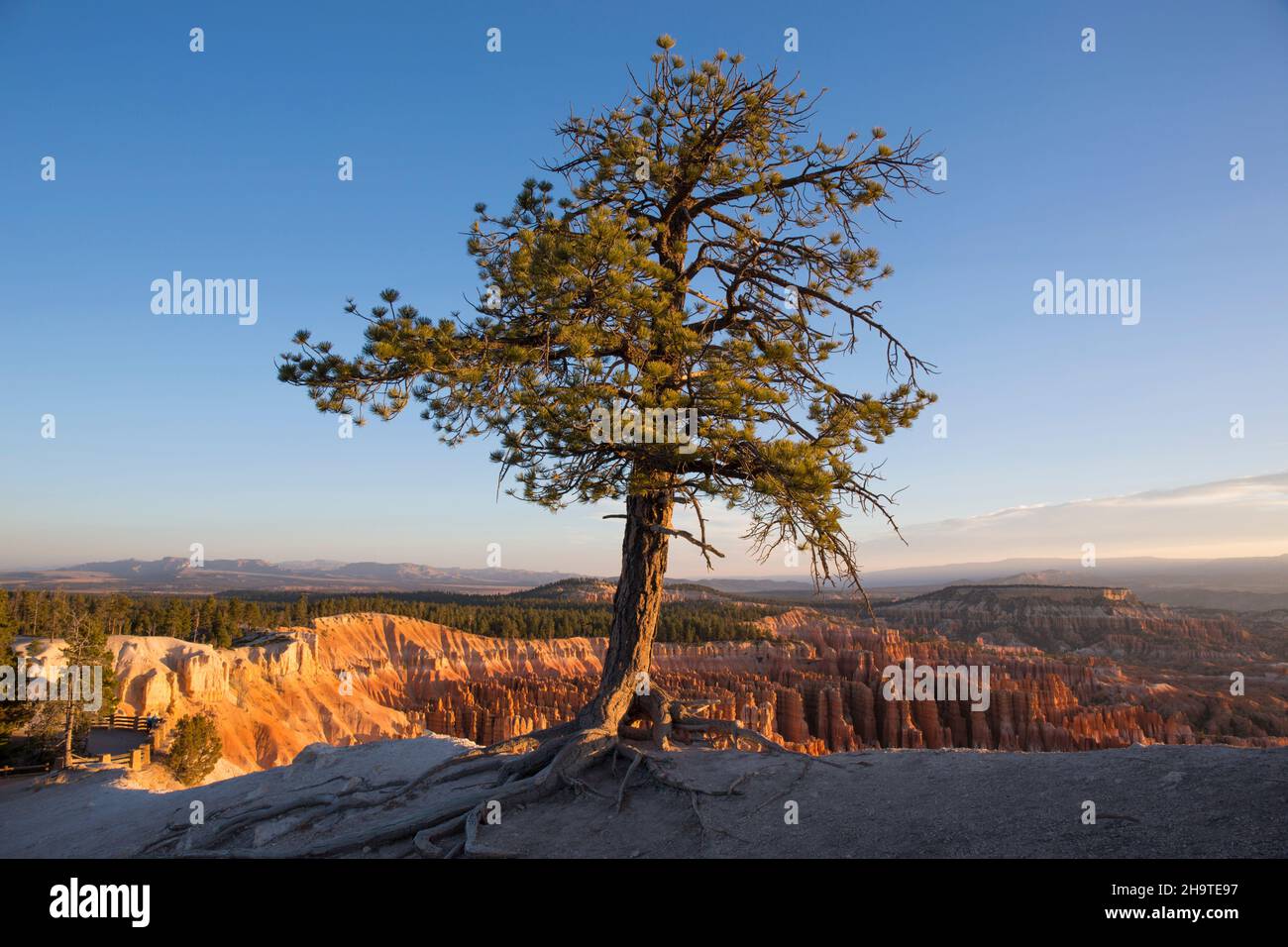 Bryce Canyon National Park, Utah, USA. View over the Silent City from the Rim Trail at Inspiration Point, sunrise, limber pine clinging to cliff edge. Stock Photo