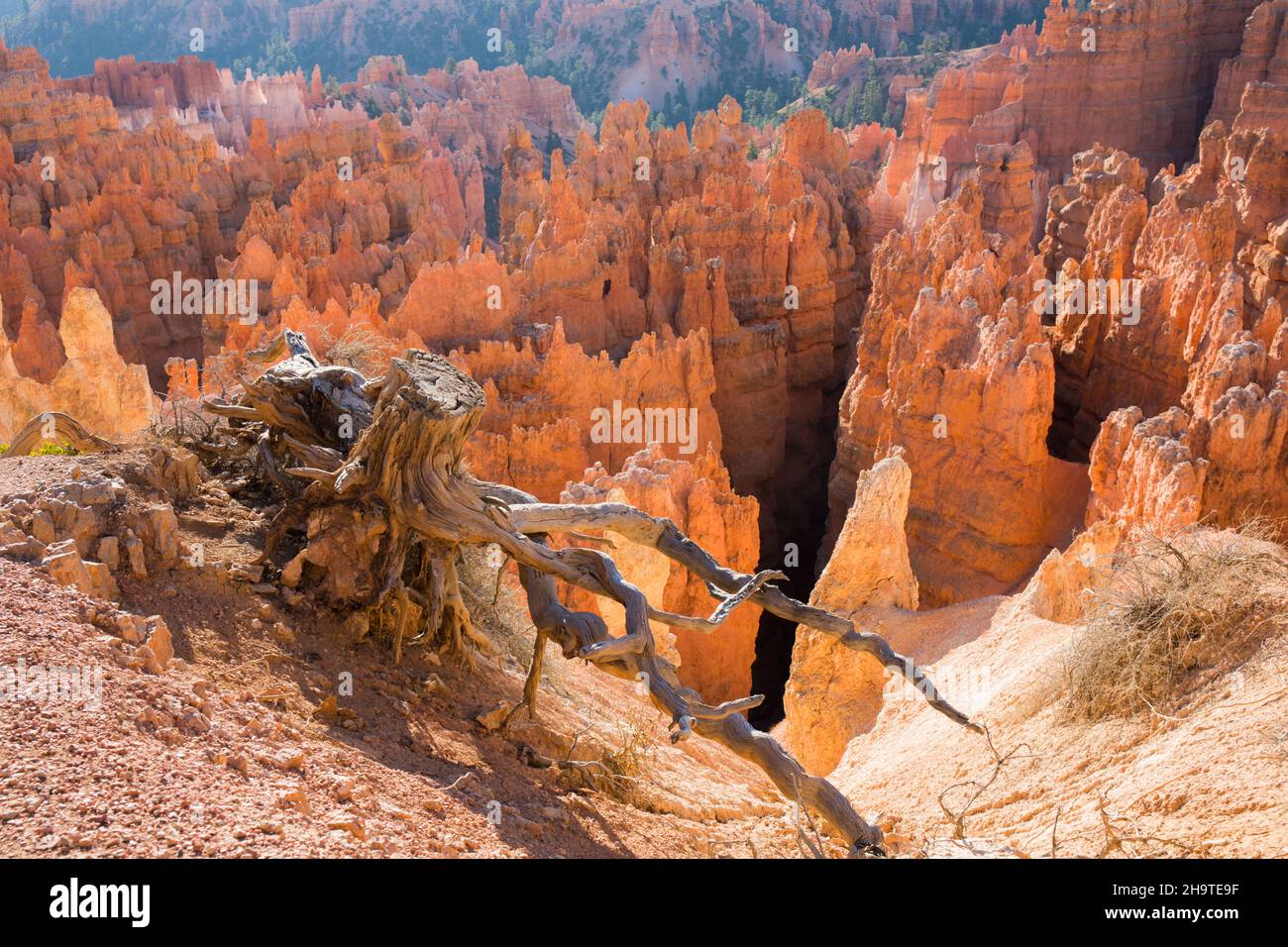 Bryce Canyon National Park, Utah, USA. View over the Silent City from the Rim Trail near Sunset Point, sunrise, tree roots clinging to cliff edge. Stock Photo