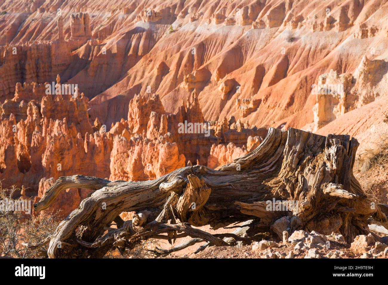 Bryce Canyon National Park, Utah, USA. View over the Silent City from the Rim Trail near Sunset Point, sunrise, tree roots clinging to cliff edge. Stock Photo