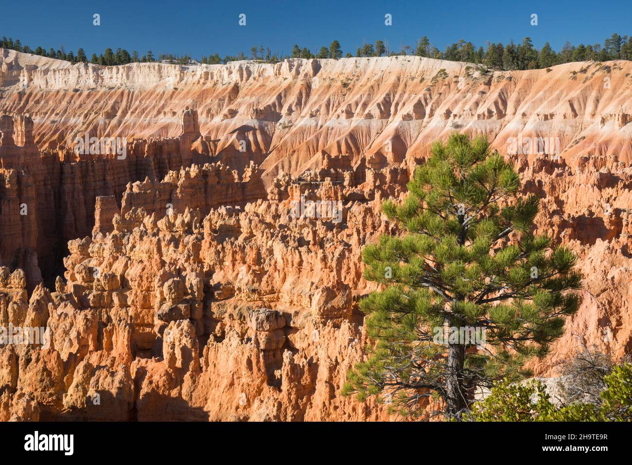 Bryce Canyon National Park, Utah, USA. View over the Silent City from the Rim Trail near Sunset Point, early morning. Stock Photo