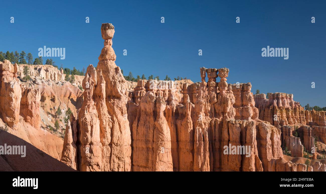 Bryce Canyon National Park, Utah, USA. View across the Queen's Garden from the Navajo Loop Trail below Sunset Point, Thor's Hammer prominent. Stock Photo