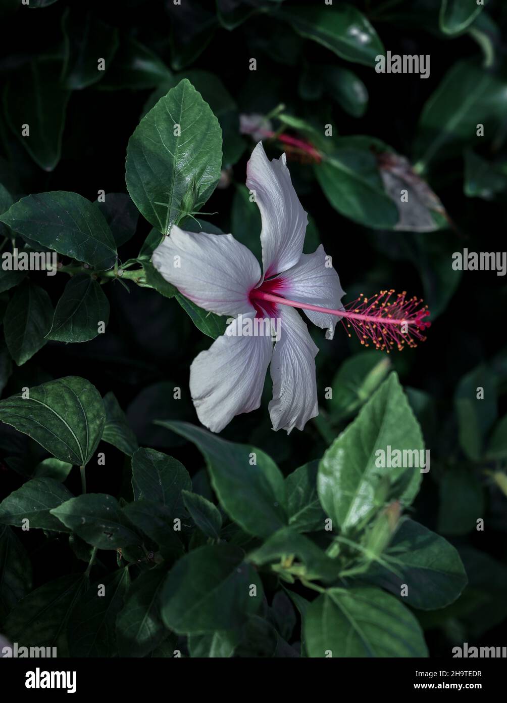 Beautiful, native Hawaiian hibiscus on green leaf background, White