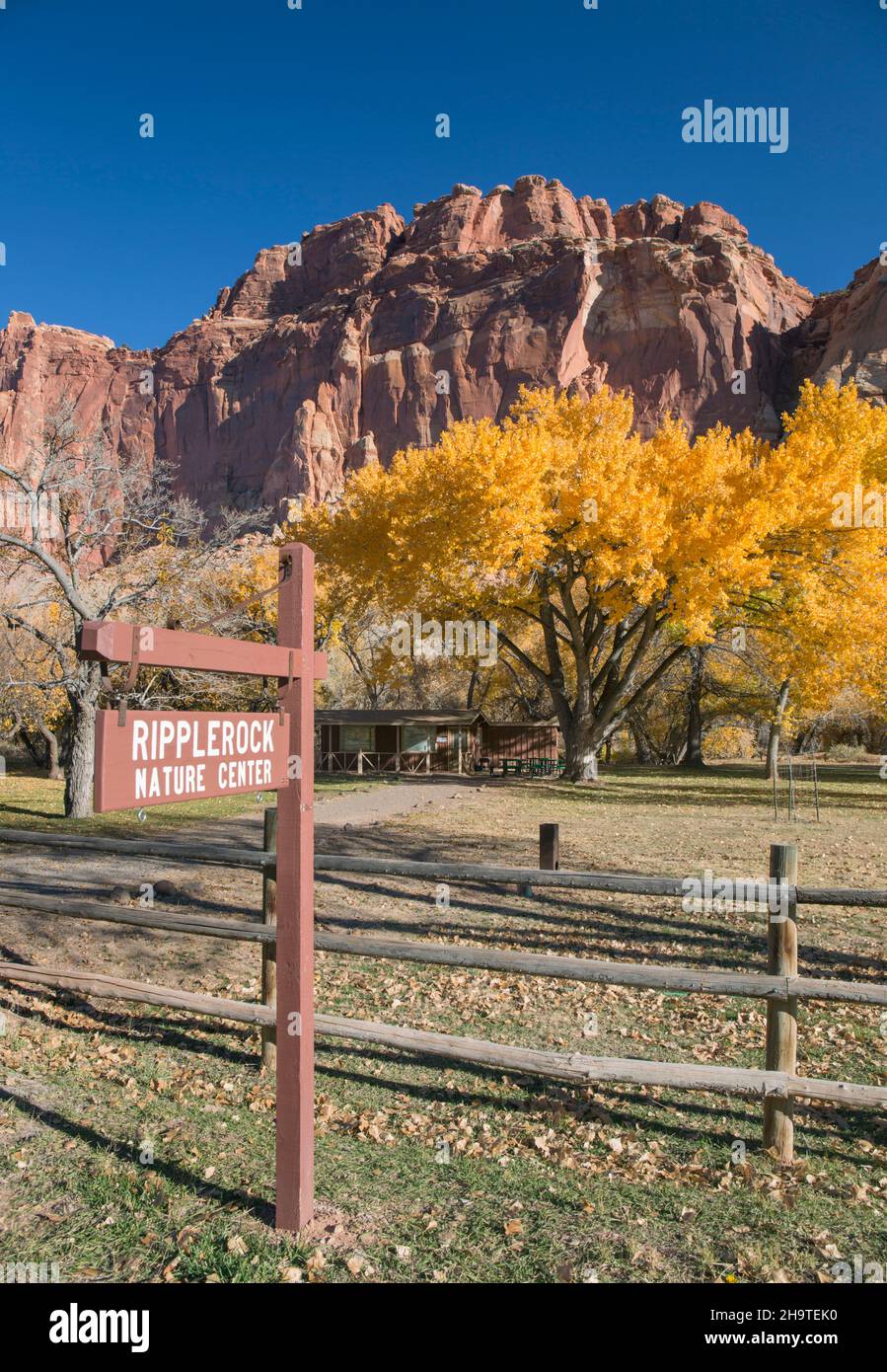 Fruita, Capitol Reef National Park, Utah, USA. Fremont cottonwood trees in parkland below the rugged cliffs of the Waterpocket Fold, autumn. Stock Photo
