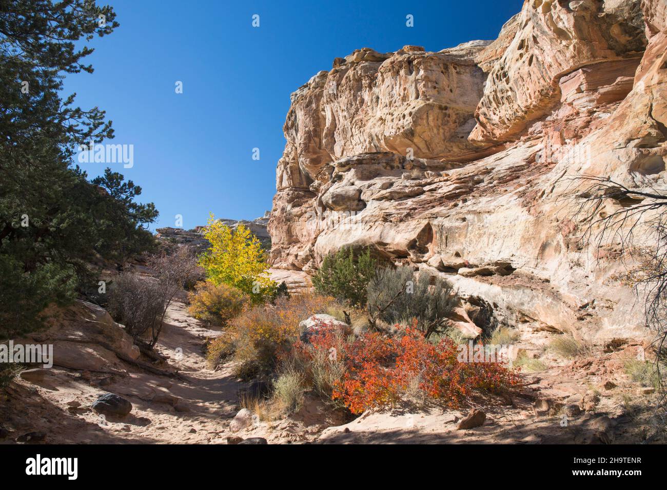 Fruita, Capitol Reef National Park, Utah, USA. View along the steep rugged cliffs of the Waterpocket Fold from the Hickman Bridge Trail, autumn. Stock Photo
