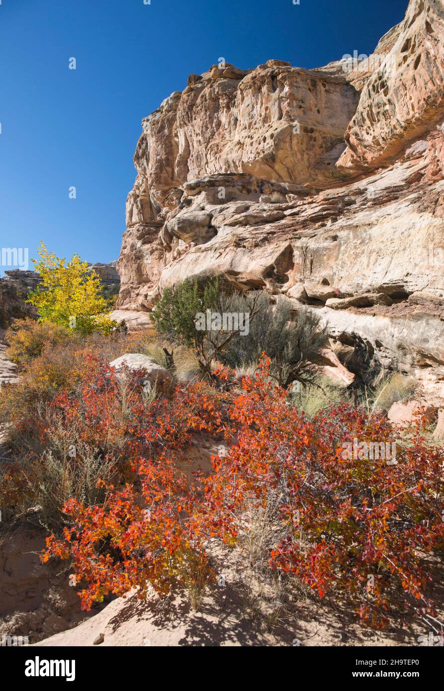 Fruita, Capitol Reef National Park, Utah, USA. View along the steep rugged cliffs of the Waterpocket Fold from the Hickman Bridge Trail, autumn. Stock Photo