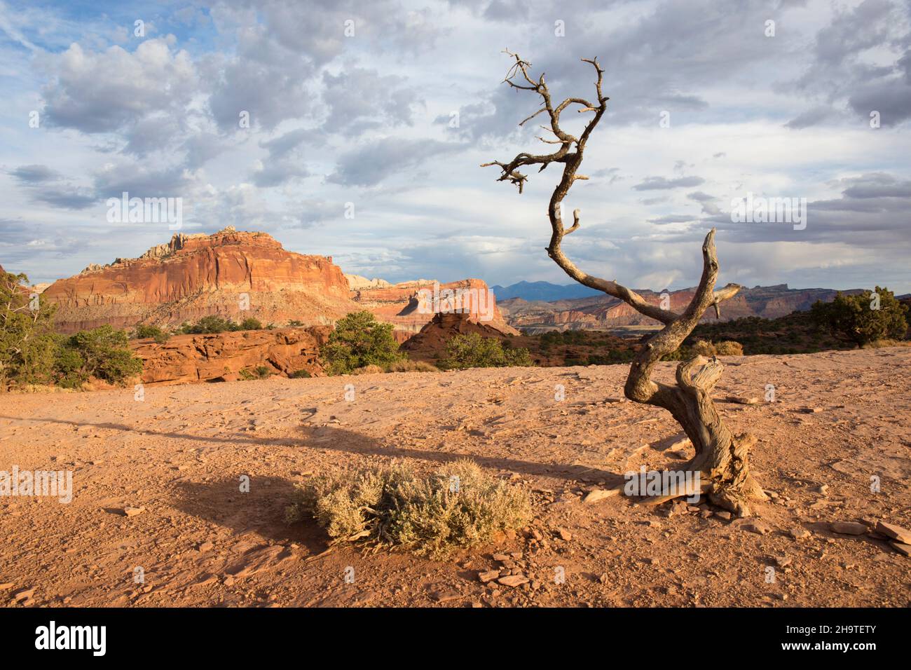 Fruita, Capitol Reef National Park, Utah, USA. Dead tree clinging to arid hilltop at Panorama Point, sunset, the Waterpocket Fold beyond, autumn. Stock Photo