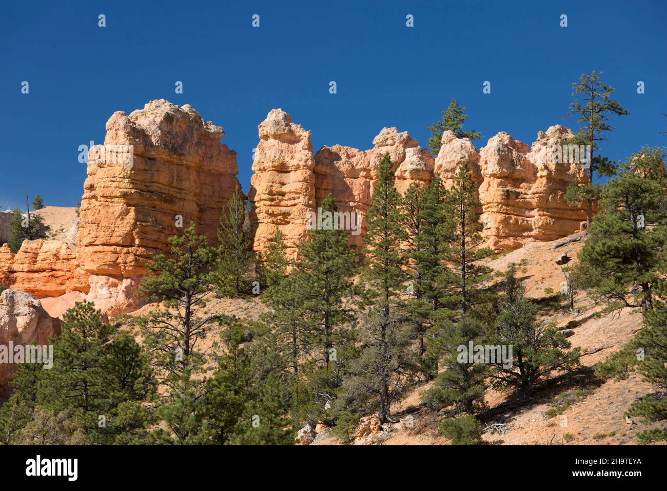 Bryce Canyon National Park, Utah, USA. View from the Mossy Cave Trail to typical sandstone hoodoos towering above Tropic Ditch in Water Canyon. Stock Photo