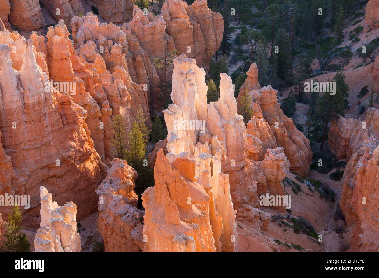 Bryce Canyon National Park, Utah, USA. View over backlit hoodoos in Bryce Amphitheatre from the Rim Trail at Inspiration Point, sunrise. Stock Photo