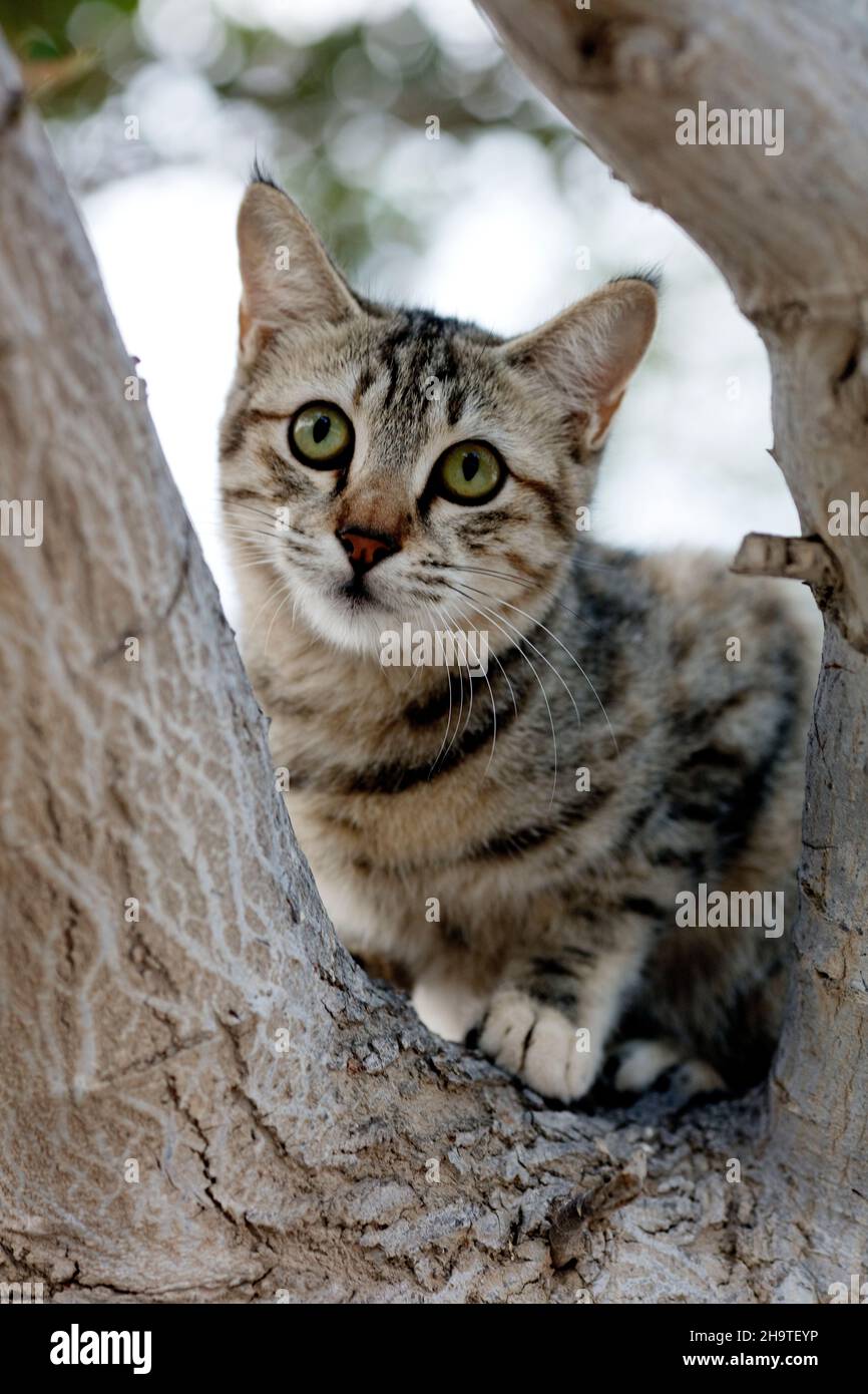 A Cute cat /QATAR Stock Photo Alamy